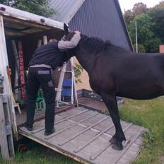Oldenborg CC Fighter Himmelhest