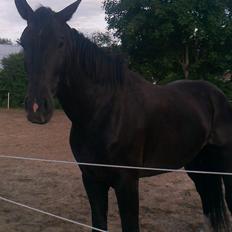 Oldenborg CC Fighter Himmelhest