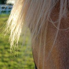 Islænder Kjarni frá Sandhólaferju