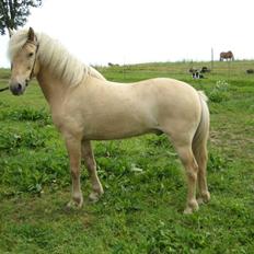 Islænder Kjarni frá Sandhólaferju