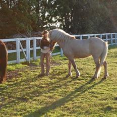 Islænder Kjarni frá Sandhólaferju