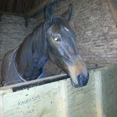 Traver O'Donna Byrds