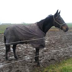 Traver O'Donna Byrds