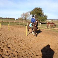 Anden særlig race Santino