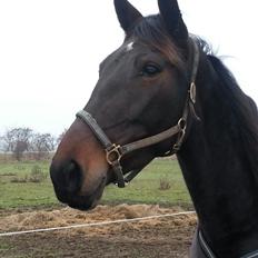 Traver O'Donna Byrds