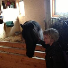 Anden særlig race Findus