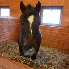 Anden særlig race Santino