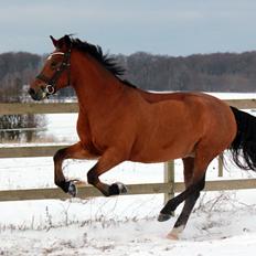 New Forest Stabygårds Ateza