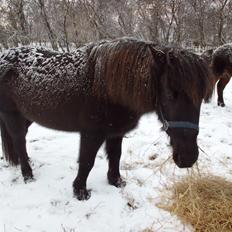 Islænder Áslaug fra Torupgård