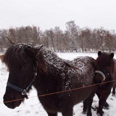 Islænder Áslaug fra Torupgård