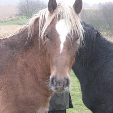 Welsh Cob (sec D) Mr. Roy