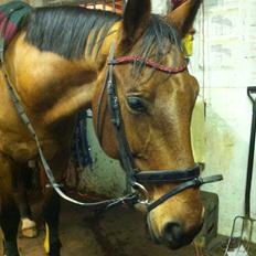 Tysk Oldenburger Villads