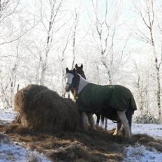 Irish Cob Frydendal's Labhaoise