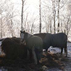 Irish Cob Frydendal's Labhaoise