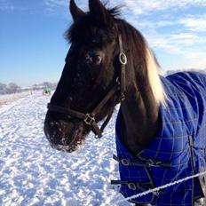 Anden særlig race Wictoria af Bakkebo