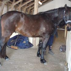 Anden særlig race thor