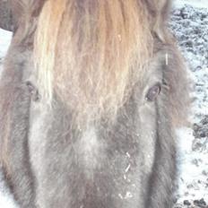Shetlænder Snowball