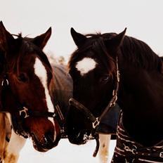 Welsh Cob (sec D) Fronerthig Young King
