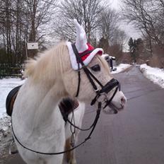 Arabisk fuldblod (OX) Mr M - Prinsen.