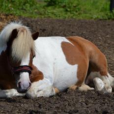 Anden særlig race Pablo P.