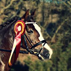Hollandsk Sportspony •Challenge•