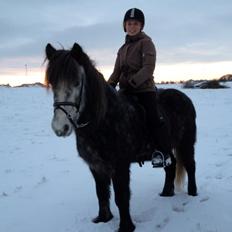 Islænder Náttfari (Noddi)