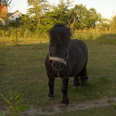Shetlænder mickei
