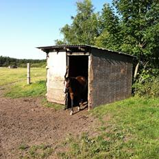 Welsh Cob (sec D) Magic Oblicia