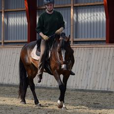 Welsh Cob (sec D) Magic Oblicia