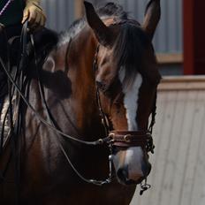 Welsh Cob (sec D) Magic Oblicia