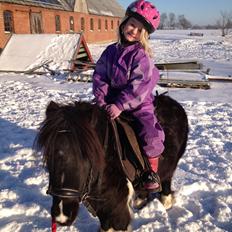 Shetlænder Ghost *Grynte* <3