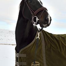 Dansk Varmblod Fly De La Vega | R.I.P. Baby :'(<3