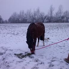 Anden særlig race silas