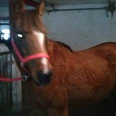 Anden særlig race silas