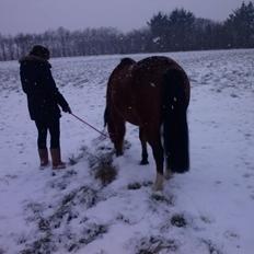 Anden særlig race silas