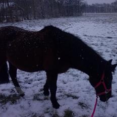 Anden særlig race miska