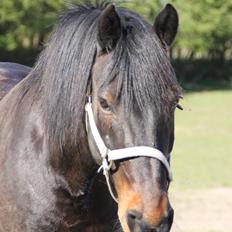 Anden særlig race Krumme *Part*