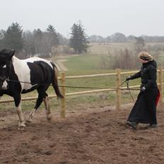 Pinto Cæser Af Korup