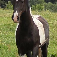 Pinto Cæser Af Korup