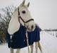 Lipizzaner Winston