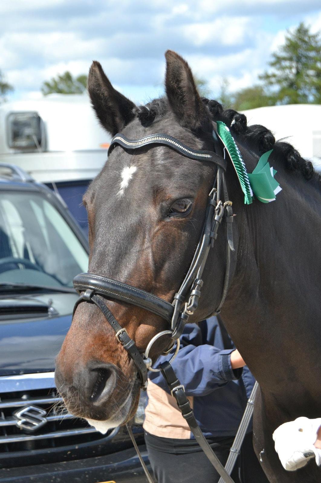 Anden særlig race Natasja (Tusja) - 03.06.12 - Nr. 3 til individuelt distriktsmesterskab 2012 <3 billede 1