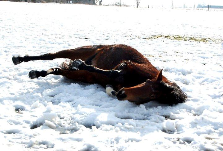 Traver Kaisy Salløv billede 1