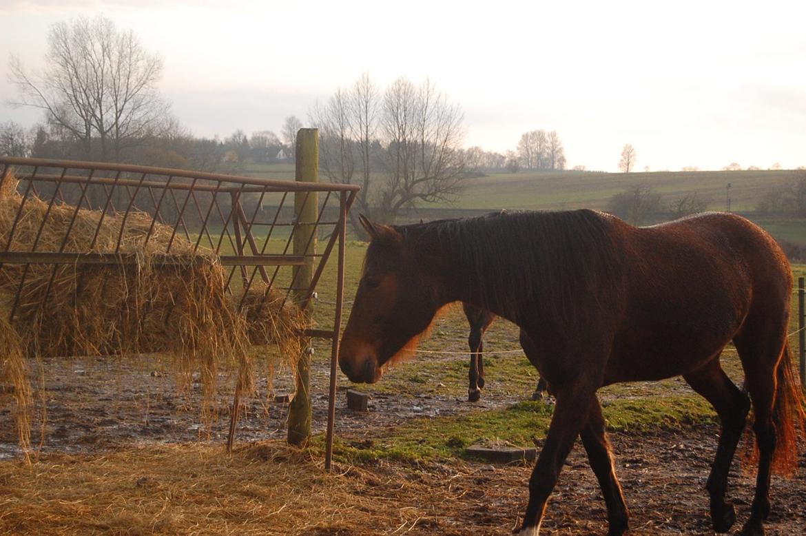 Traver Kaisy Salløv billede 2