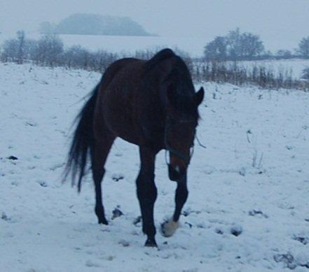 Traver Kaisy Salløv billede 3