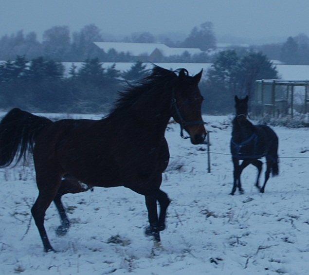 Traver Kaisy Salløv billede 4