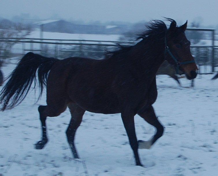 Traver Kaisy Salløv billede 5