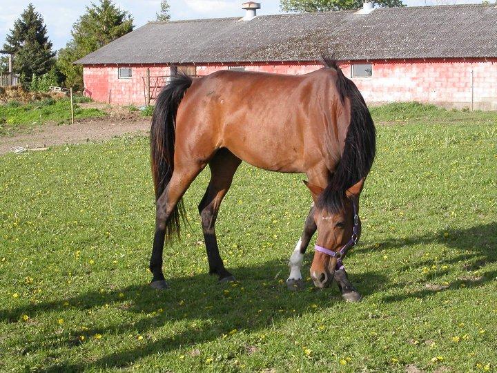 Traver Kaisy Salløv billede 6