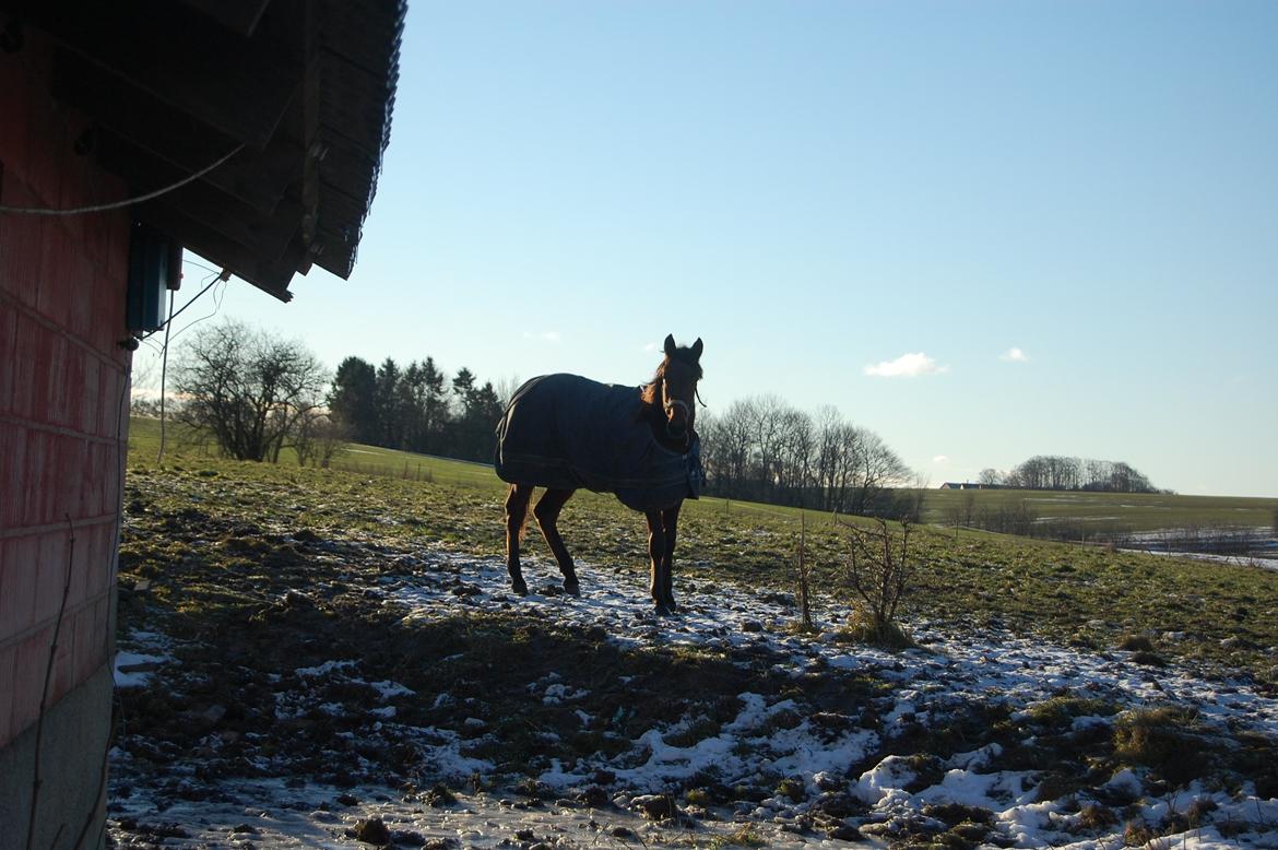 Traver Scott Salløv billede 1