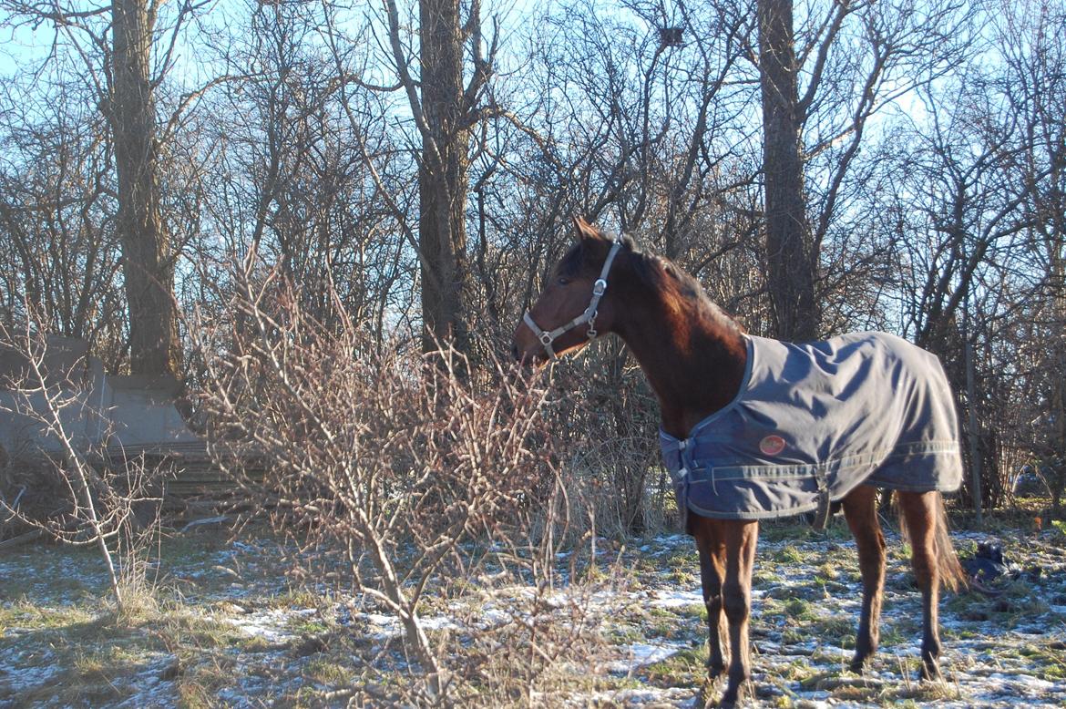 Traver Scott Salløv billede 2