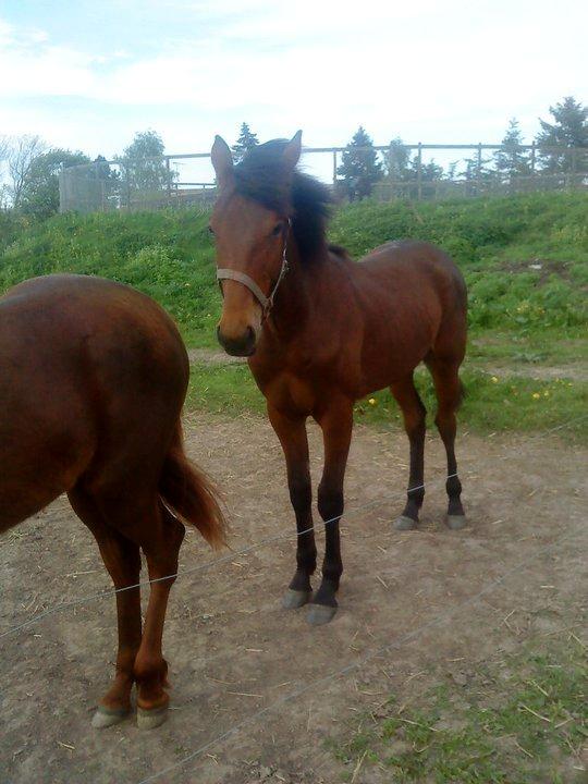 Traver Scott Salløv billede 3